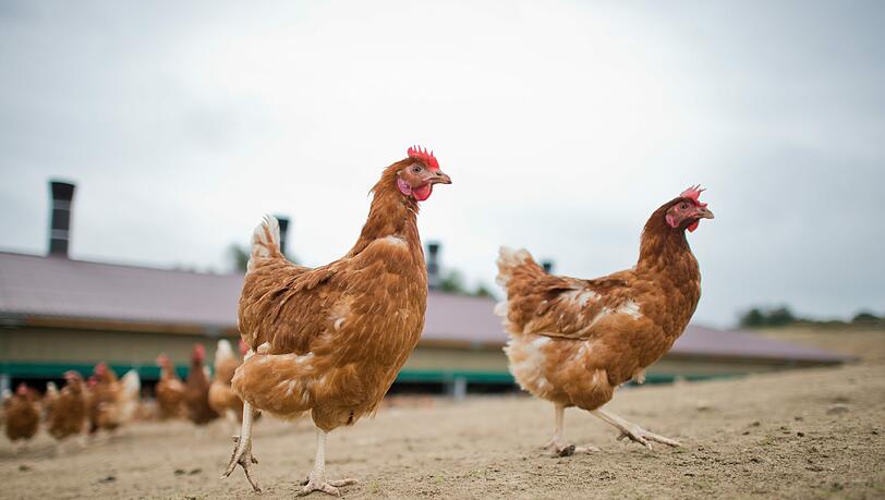 Warum der 19-Jährige das Huhn stahl und mit ihm nackt in den Pool sprang, ist nicht bekannt. Warum der 19-Jährige das Huhn stahl und mit ihm nackt in den Pool sprang, ist nicht bekannt.