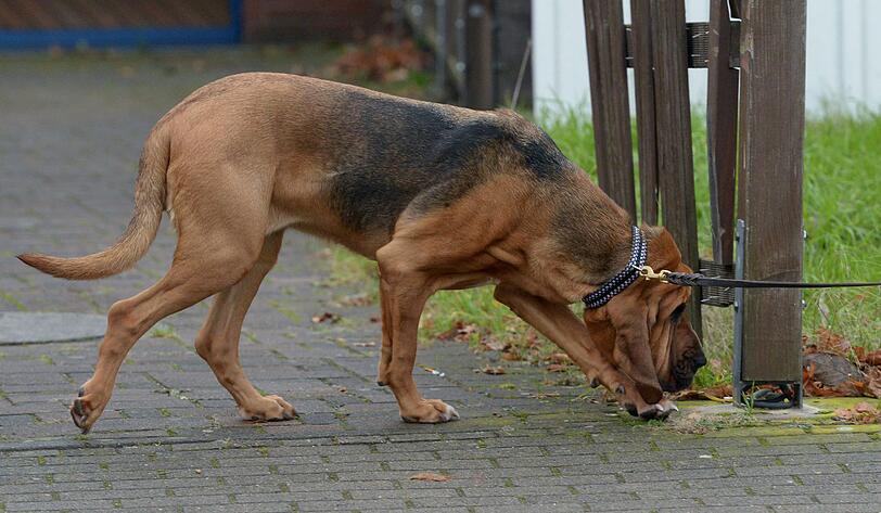 Bei der Suche nach dem Supermarkt-Schützen aus Hannover setzt die Polizei Spürhunde ein.