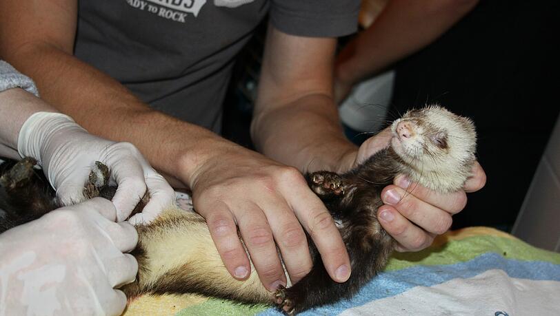 Doch als sie am Montagnachmittag im Tierheim ankamen, ging es ihnen sehr schlecht. Doch als sie am Montagnachmittag im Tierheim ankamen, ging es ihnen sehr schlecht.