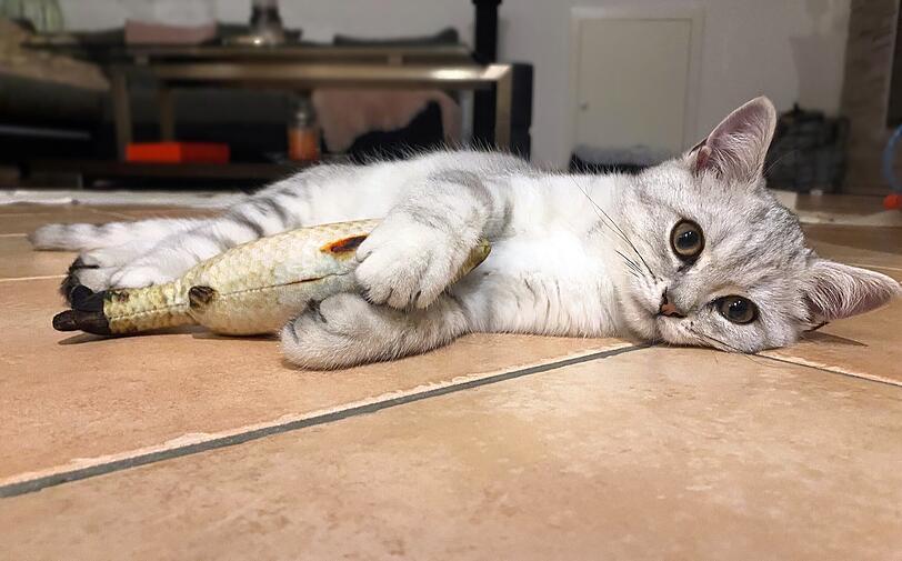 Lio