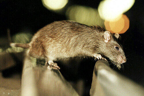 Im Stadtteil sind immer mehr Ratten unterwegs, beschweren sich die Anwohner zum Beispiel rund um den Curt-Mezger-Platz.