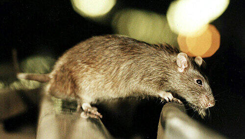 Im Stadtteil sind immer mehr Ratten unterwegs, beschweren sich die Anwohner zum Beispiel rund um den Curt-Mezger-Platz. Im Stadtteil sind immer mehr Ratten unterwegs, beschweren sich die Anwohner zum Beispiel rund um den Curt-Mezger-Platz.