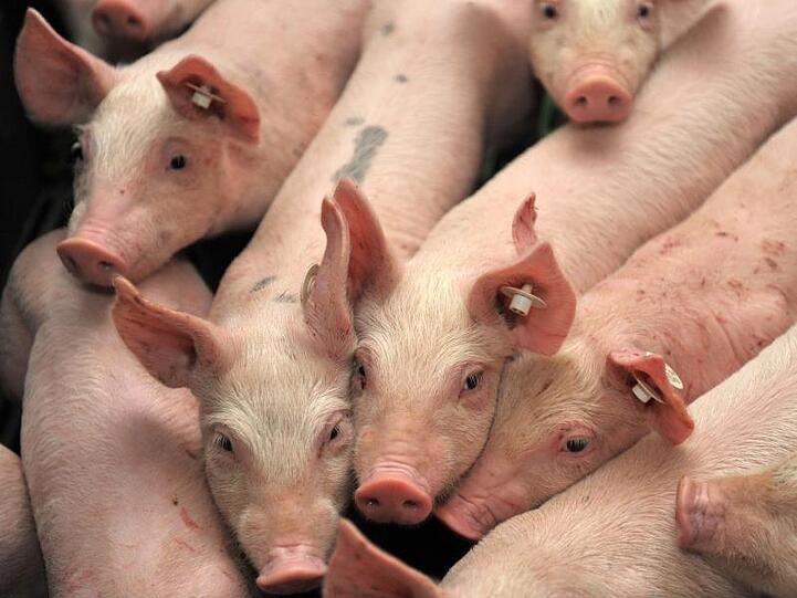Ferkel stehen in einem Stall. Foto: Carmen Jaspersen/dpa/Symbolbild