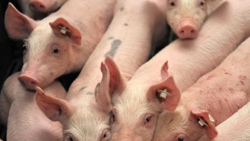 Ferkel stehen in einem Stall. Foto: Carmen Jaspersen/dpa/Symbolbild Ferkel stehen in einem Stall. Foto: Carmen Jaspersen/dpa/Symbolbild
