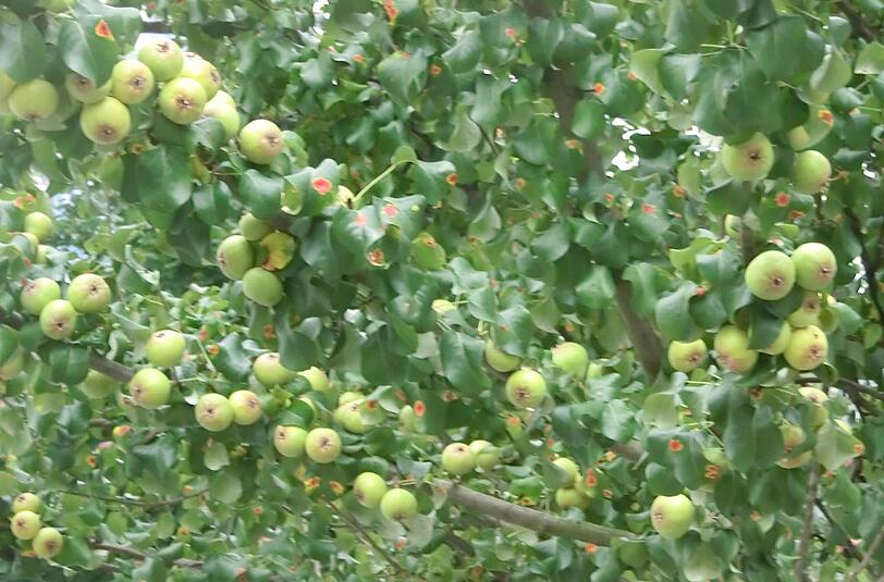 Obst mitten in der City: Der Obstbaum im Hof des Eine-Welt-Hauses an der Schwanthaler Straße.
