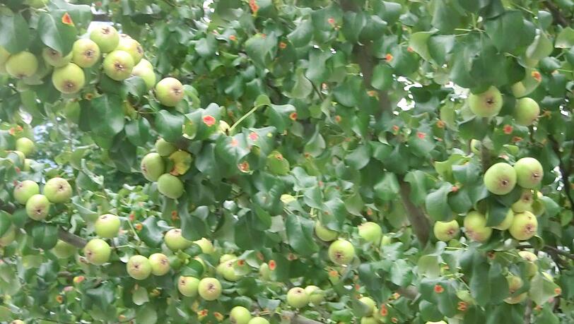Obst mitten in der City: Der Obstbaum im Hof des Eine-Welt-Hauses an der Schwanthaler Straße. Obst mitten in der City: Der Obstbaum im Hof des Eine-Welt-Hauses an der Schwanthaler Straße.