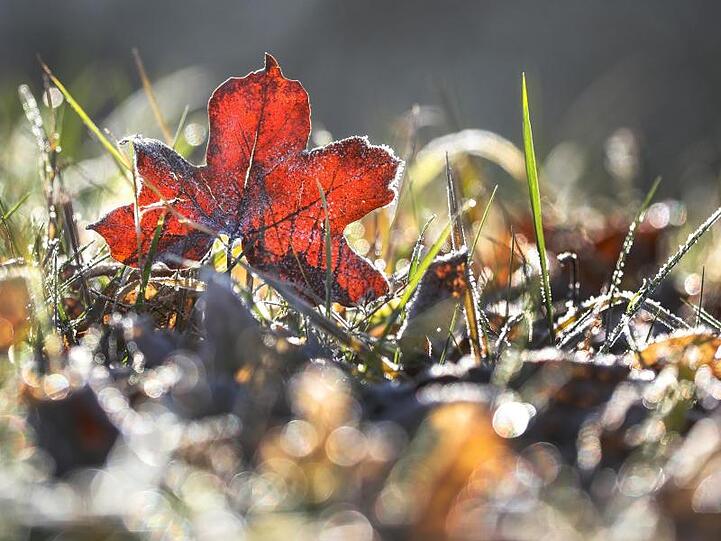 Raureif hat sich auf einem Blatt in einer Wiese gebildet. Foto: Thomas Warnack/dpa