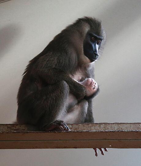 Bilder vom neuen Drill-Baby im Tierpark Hellabrunn