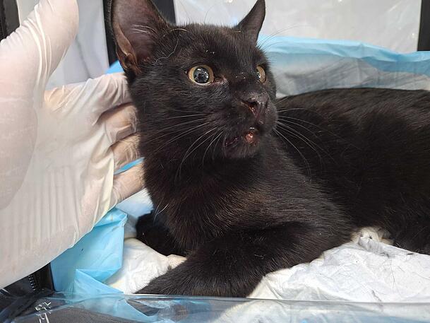 Streicheleinheit f&uuml;r den verletzten Kater Massimo.