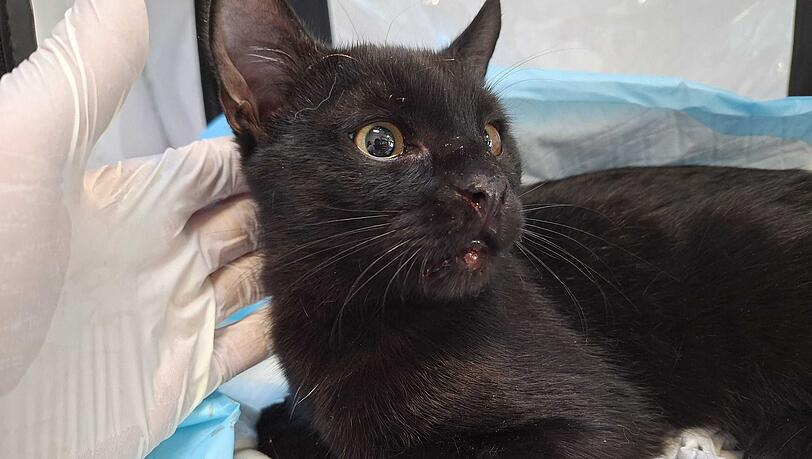 Streicheleinheit f&uuml;r den verletzten Kater Massimo.