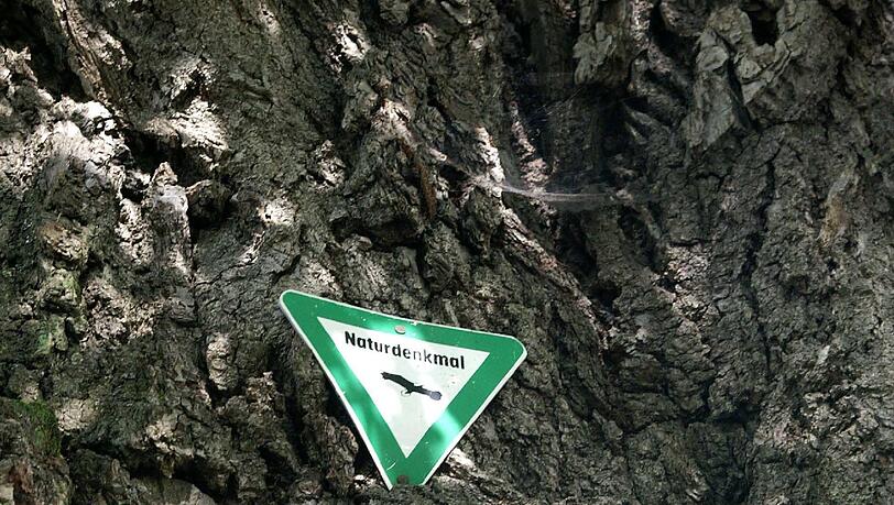 So sieht es aus, das Naturdenkmal-Zeichen. So sieht es aus, das Naturdenkmal-Zeichen.