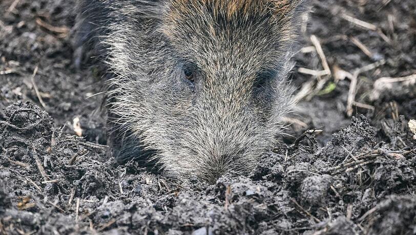 Ein Wildschwein sucht nach Futter. Darunter fallen auch Pilze, die aufgrund der Tschernobyl-Katastrophe noch immer hohe Strahlenwerte aufweisen. Ein Wildschwein sucht nach Futter. Darunter fallen auch Pilze, die aufgrund der Tschernobyl-Katastrophe noch immer hohe Strahlenwerte aufweisen.