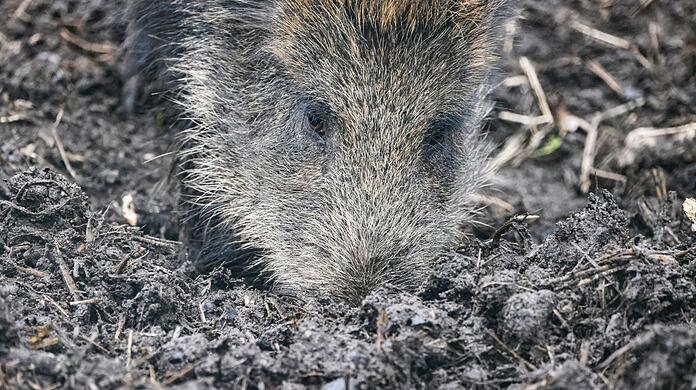 Ein Wildschwein sucht nach Futter. Darunter fallen auch Pilze, die aufgrund der Tschernobyl-Katastrophe noch immer hohe Strahlenwerte aufweisen.