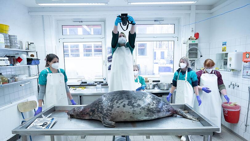 Das Robbensterben im vergangenen Herbst gibt weiter Rätsel auf. (Archivbild)