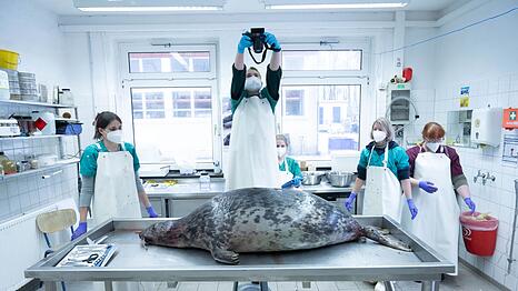 Das Robbensterben im vergangenen Herbst gibt weiter Rätsel auf. (Archivbild)