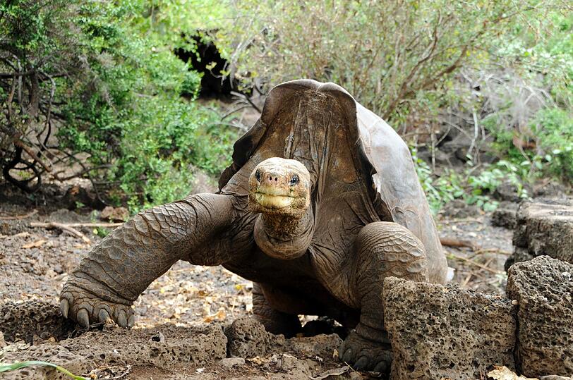 Die Riesenschildkröte «Lonesome George».