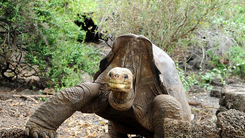 Die Riesenschildkröte «Lonesome George». Die Riesenschildkröte «Lonesome George».