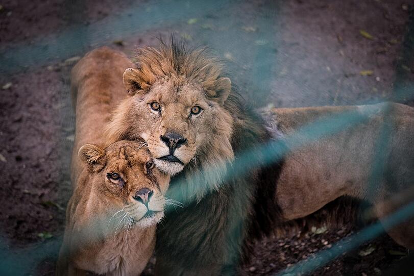 Diese Bilder machen betroffen: So sahen die Löwen im Zoo von Razgrad aus, als sie befreit wurden.