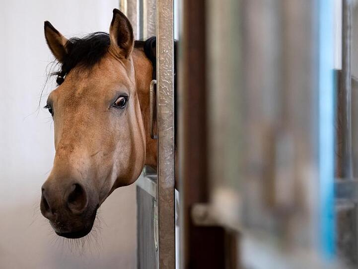 Ein Zirkuspferd schaut auf dem Gelände der Circus Krone Farm aus seiner Box. Foto: Sven Hoppe/dpa