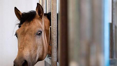 Ein Zirkuspferd schaut auf dem Gelände der Circus Krone Farm aus seiner Box. Foto: Sven Hoppe/dpa