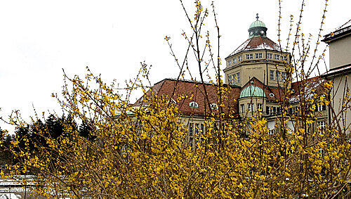 Forsythien im Botanischen Garten. Den Schnee im Hintergrund können aber auch sie nicht ganz verdecken. Forsythien im Botanischen Garten. Den Schnee im Hintergrund können aber auch sie nicht ganz verdecken.