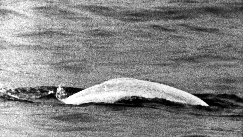 Wei&szlig;er Wal im tr&uuml;ben Rhein: Fast einen Monat lang war Moby Dick 1966 zwischen Duisburg und Rheinland-Pfalz unterwegs.