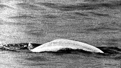 Wei&szlig;er Wal im tr&uuml;ben Rhein: Fast einen Monat lang war Moby Dick 1966 zwischen Duisburg und Rheinland-Pfalz unterwegs.