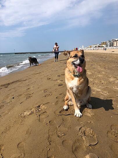 Unser Rintin ist der beste Begleiter, den man sich nur vorstellen kann. Obwohl er nur drei Pfoten hat, ist er immer und überall dabei, ob im Büro, Werkstatt, in den Bergen oder am Meer, einfach ein perfekter Begleiter.