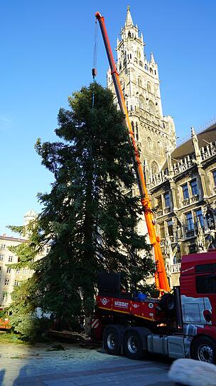 Stück für Stück wird der Mega-Baum aufgerichtet.
