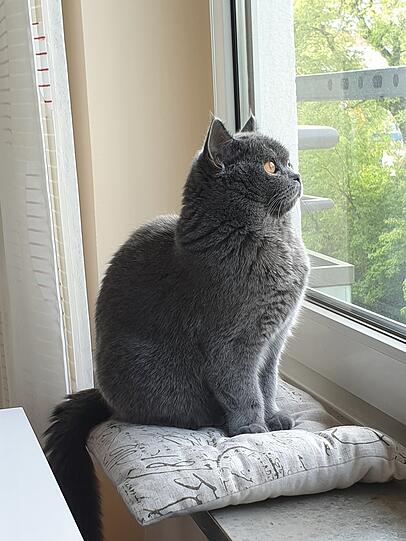 Lizzy