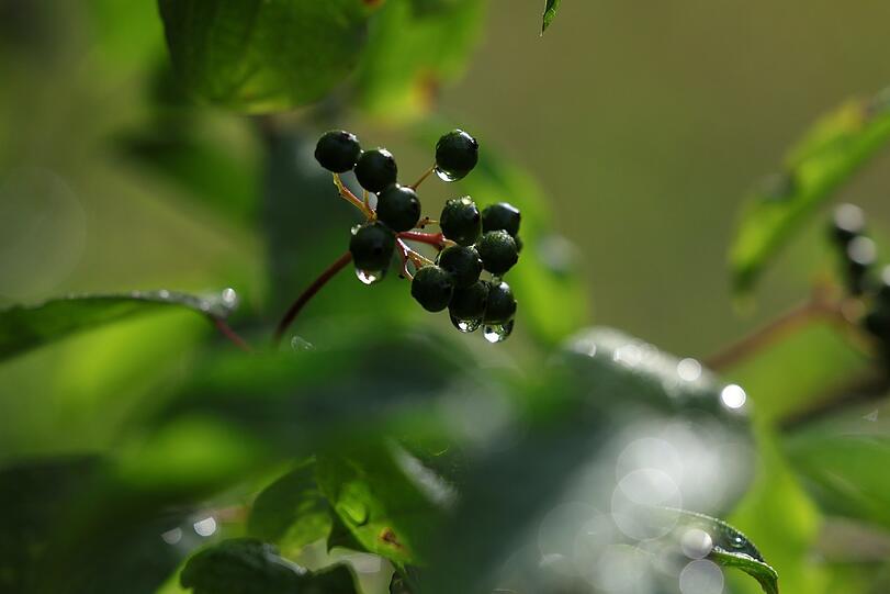 Tropfnass: Holunderbeeren kurz nach dem Regen.