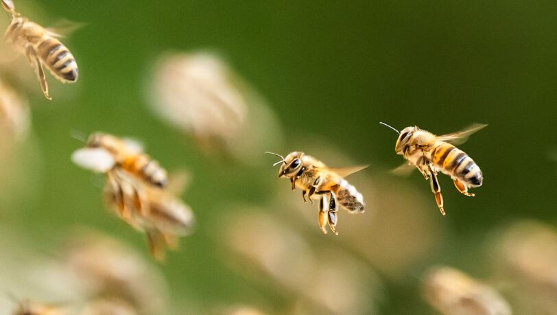 Ein riesiger Bienenschwarm ist durch eine israelische Kleinstadt gezogen. (Symbolbild)