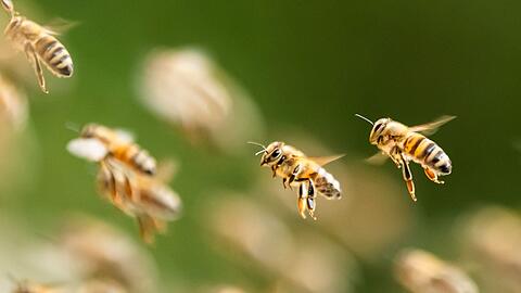 Ein riesiger Bienenschwarm ist durch eine israelische Kleinstadt gezogen. (Symbolbild)