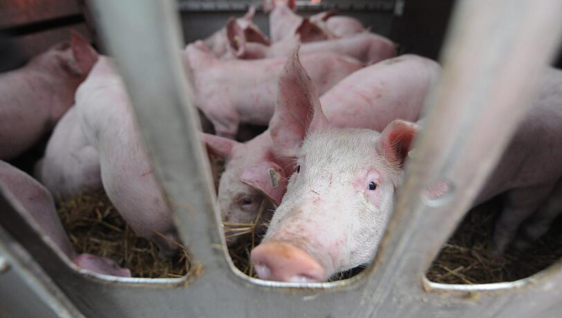 Ein Ferkel konnte aus einem Tiertransport entwischen und stürzte bei der Flucht auf mitten auf die Autobahn. (Symbolbild)