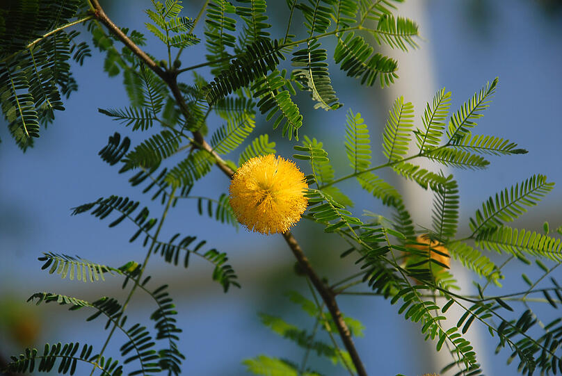 Die Schaugewächshäuser im Botanischen Garten sind wieder fürs Publikum geöffnet. So schön blühen die Akazien.