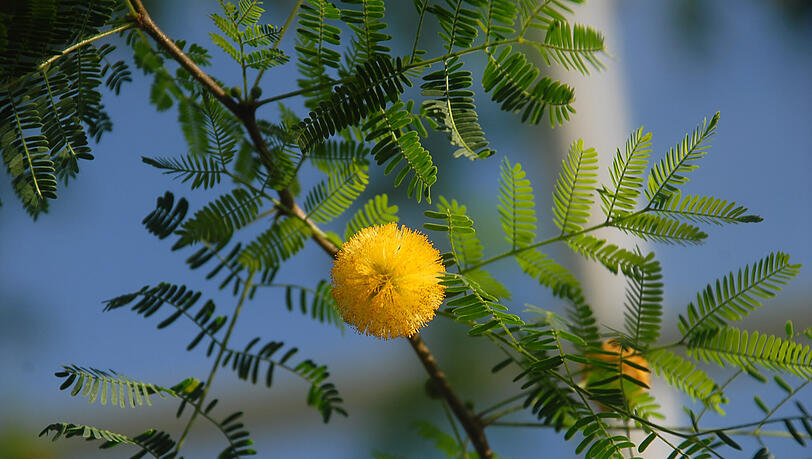 Die Schaugewächshäuser im Botanischen Garten sind wieder fürs Publikum geöffnet. So schön blühen die Akazien. Die Schaugewächshäuser im Botanischen Garten sind wieder fürs Publikum geöffnet. So schön blühen die Akazien.