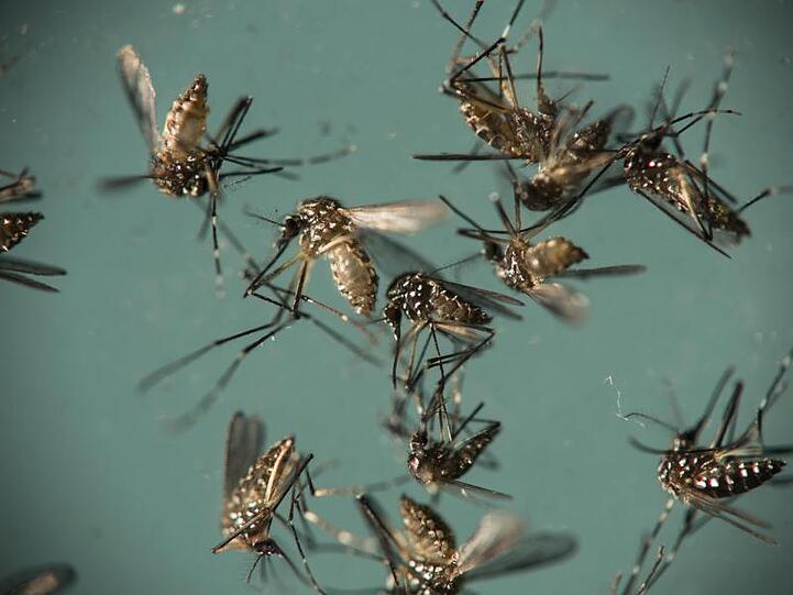 Gelbfiebermücken (Aedes aegypti) liegen in einer Petrischale. Die Mücken können den Zika-Virus übertragen. Foto: Felipe Dana/AP/Archiv