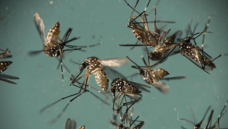 Gelbfiebermücken (Aedes aegypti) liegen in einer Petrischale. Die Mücken können den Zika-Virus übertragen. Foto: Felipe Dana/AP/Archiv Gelbfiebermücken (Aedes aegypti) liegen in einer Petrischale. Die Mücken können den Zika-Virus übertragen. Foto: Felipe Dana/AP/Archiv