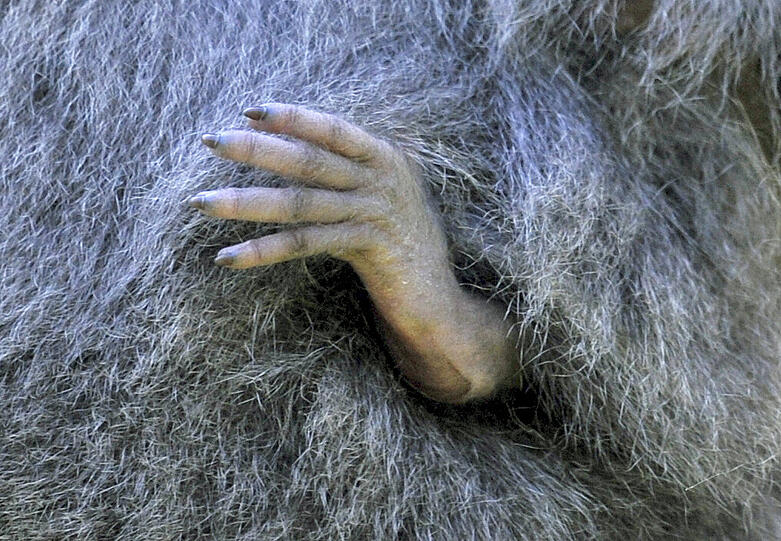 Silbergibbon-Mama Pangrango mit ihrem Baby