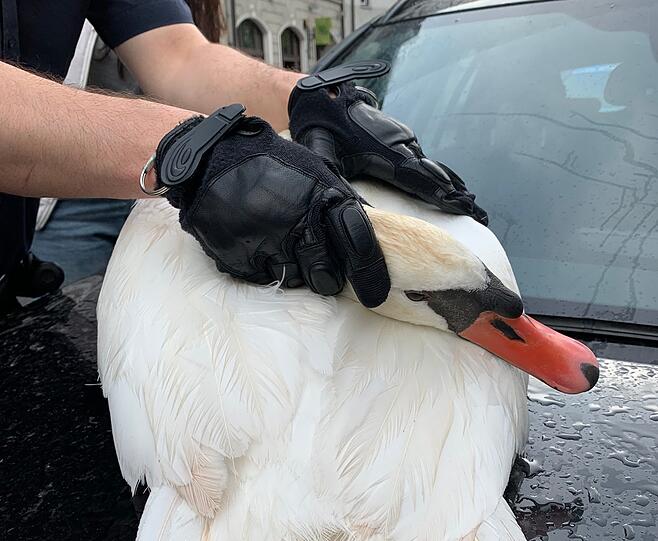 Die Helfer übergaben den verletzen Schwan der Tierrettung.