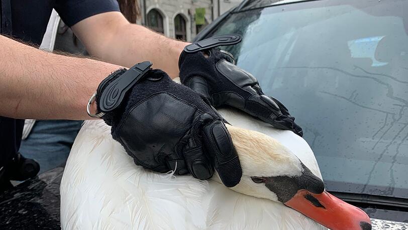 Die Helfer übergaben den verletzen Schwan der Tierrettung. Die Helfer übergaben den verletzen Schwan der Tierrettung.