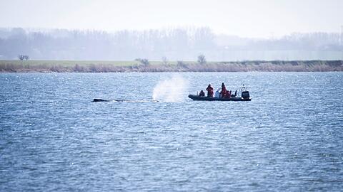 Auch nach Ostern machen sich Expertinnen und Experten ein Bild von der Situation des Wals.