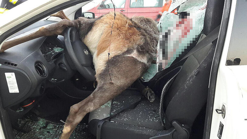 Der Hirsch krachte durch die Windschutzscheibe und begrub den Autofahrer unter sich.