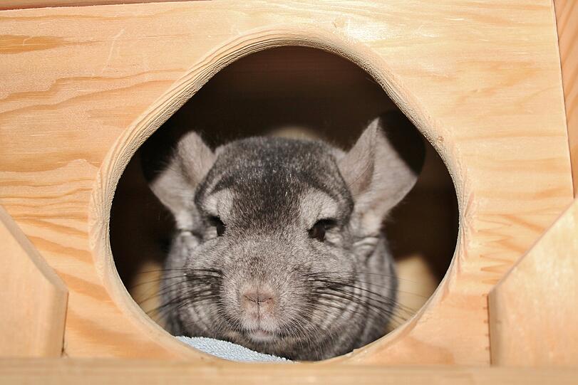 Die Chinchillas Rocky und Louise (auf dem Foto, 13) lernten sich im Tierheim kennen. Rocky ist zurückhaltend, Louise deutlich aufgeschlossener und zutraulich. Die beiden würden sich in ihrem neuen Zuhause über ein eigenes Zimmer oder eine große Voliere freuen.