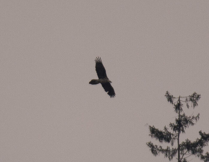 Geier Nummer zwei: Dieser halbstarke Greifvogel suchte im Trettachtal nach Beute.