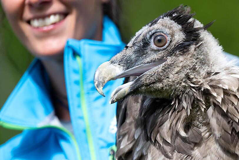 Bartgeier Vinzenz machte sich auf eine abenteuerliche Reise und flog bis an die Nordsee.