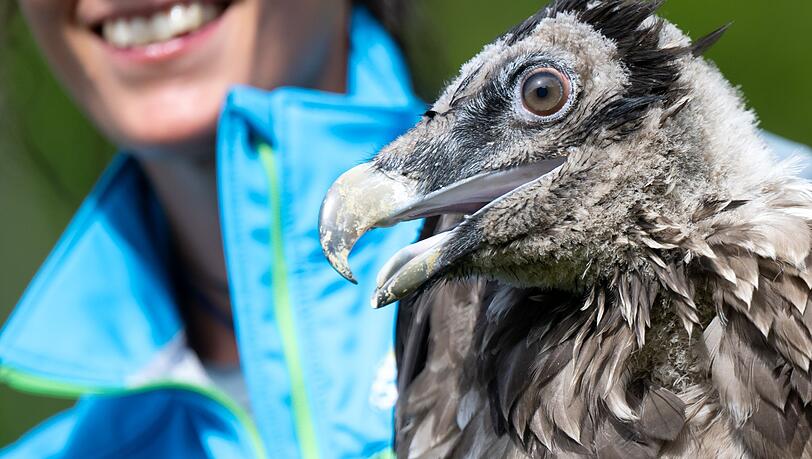 Bartgeier Vinzenz machte sich auf eine abenteuerliche Reise und flog bis an die Nordsee.