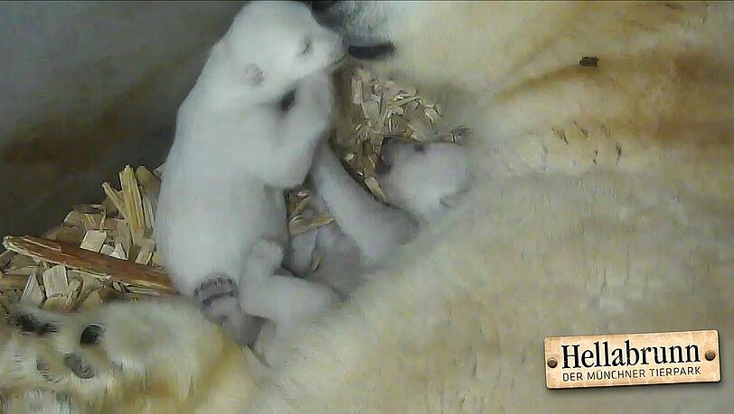 Jeden Tag werden die zwei Eisbärenbabys etwas aktiver. Jeden Tag werden die zwei Eisbärenbabys etwas aktiver.
