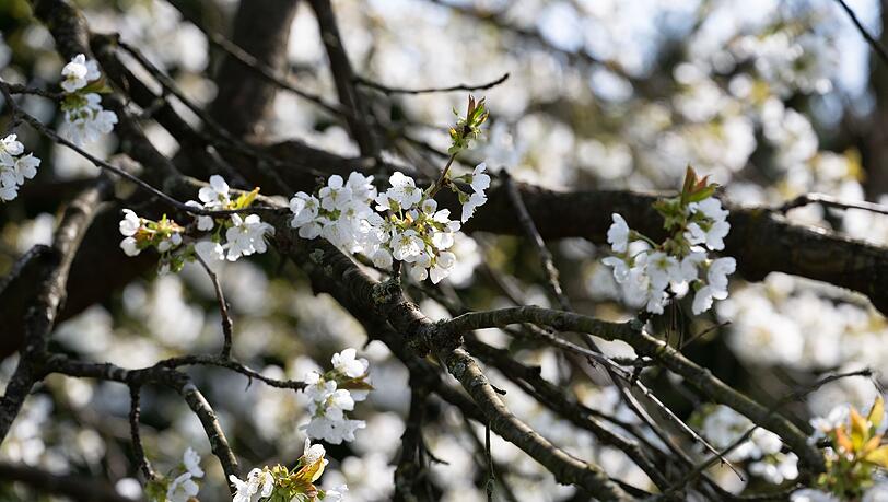 Erst am Montag soll sich die Sonne wieder zeigen. (Symbolbild)
