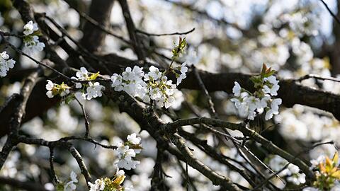 Erst am Montag soll sich die Sonne wieder zeigen. (Symbolbild)